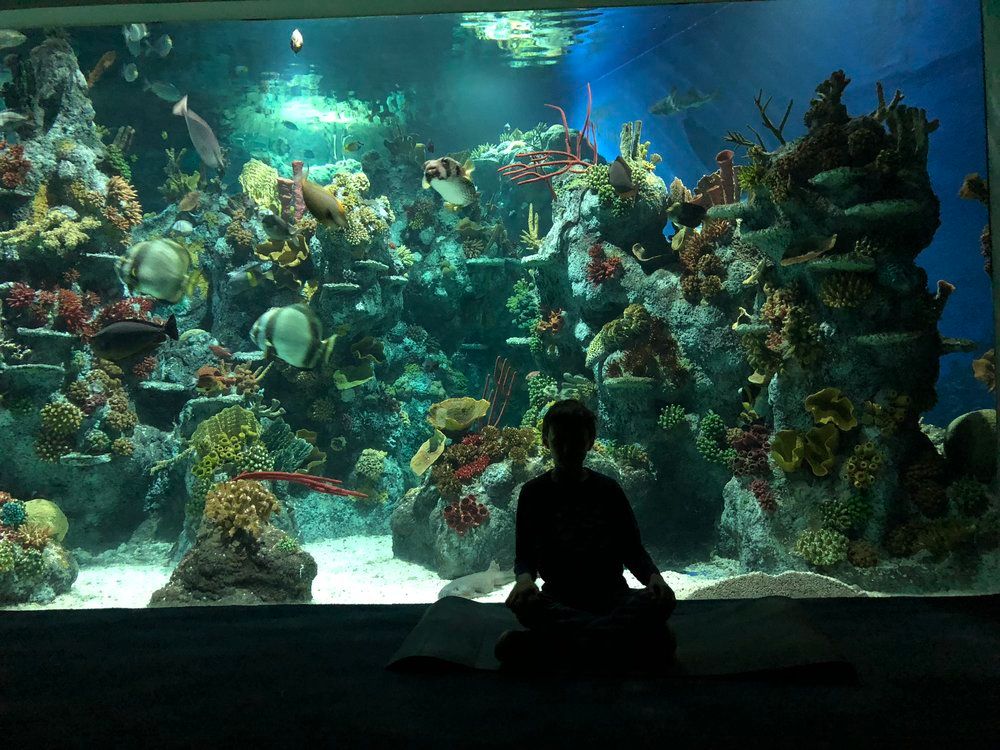 VisitBristol's tweet image. Bristol children will have the chance to take part in a very special (almost) under the sea yoga class at @BristolAquarium to celebrate Earth Day on April 22nd: buff.ly/2JMBXk6