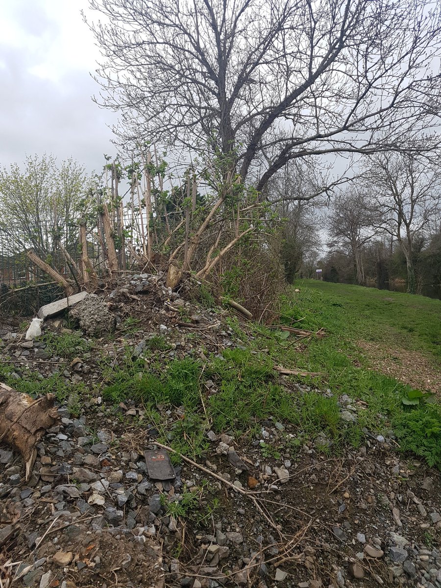 BillyLinehan's tweet photo. @waterwaysirelan @DubCleanCanals Might be a good idea if @waterwaysirelan stopped stripping canal banks of trees and vegetation continuing through nesting season #royalcanal #dubw #castleknock #ivaluetrees #deepsinking @FingalHeritage https://t.co/iqypKfZPkI