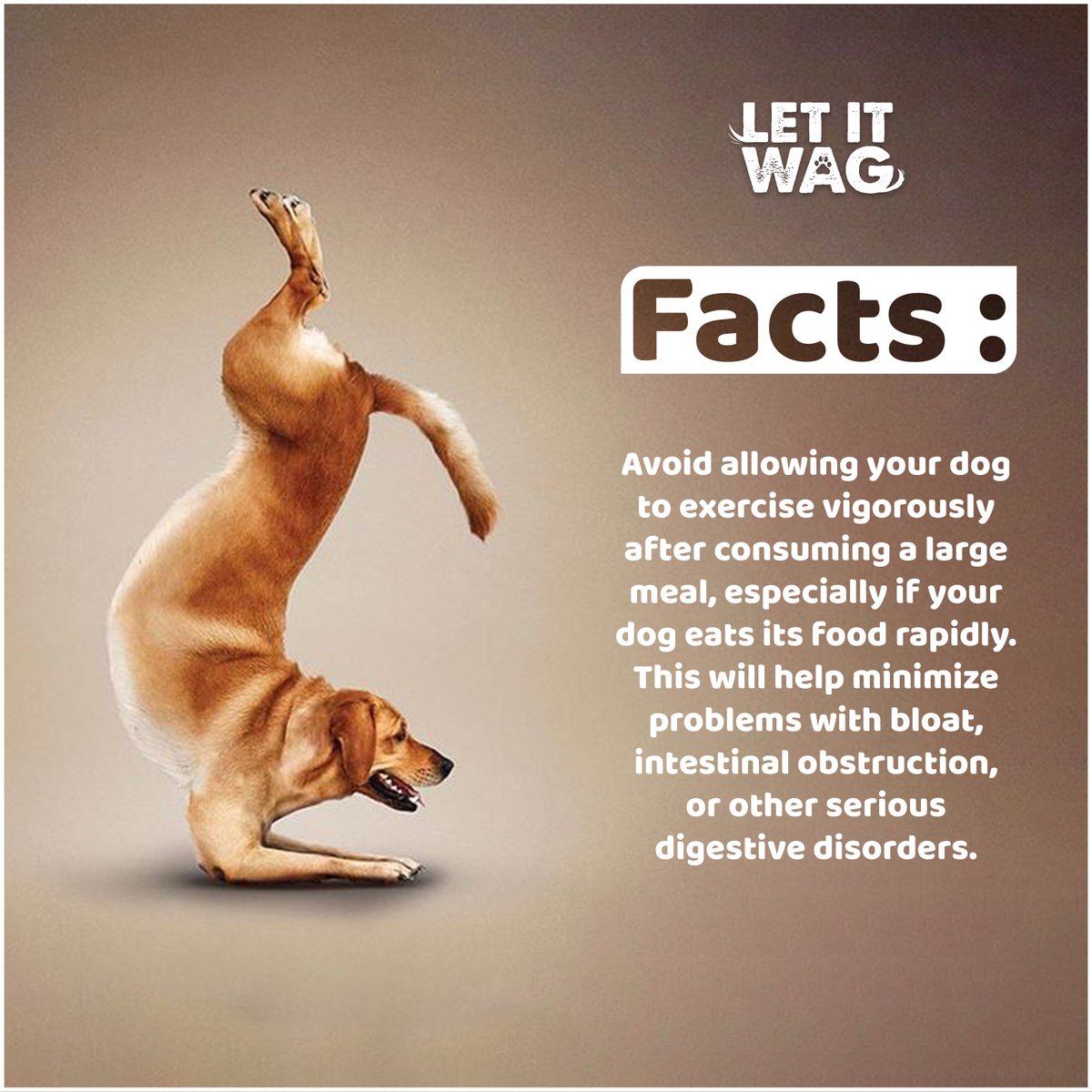 LetItWagApp's tweet photo. #Didyouknow
The fact that after having a heavy meal, one should not exercise.
#Letitwag #supportletitwag #Dontharmanimals #foster #support #rescue #saveanimals #Helpanimals #Contributehelp #animalrescueapplication #Adopt #Donate #Careforanimal #Betterlife #Dontexercise #Facts https://t.co/8X0qaCIvVZ