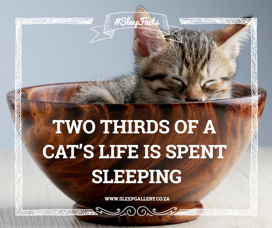 Sleepgallery tweet picture