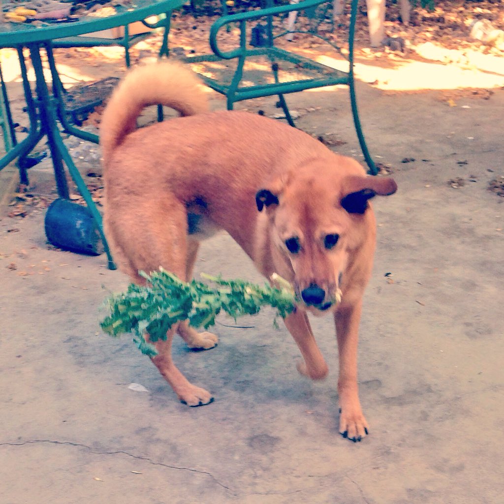 NaughtyNeo's tweet photo. This is me with the kale in the yard. I love when @Veg_Ezy_ trims the bushes I steal the big ones and chew on them!! Yum!! 🐕 🐾
#kalepower #kale #vegandog #vegan #whataveganeats #animalliberation https://t.co/eYFSyJxEtU