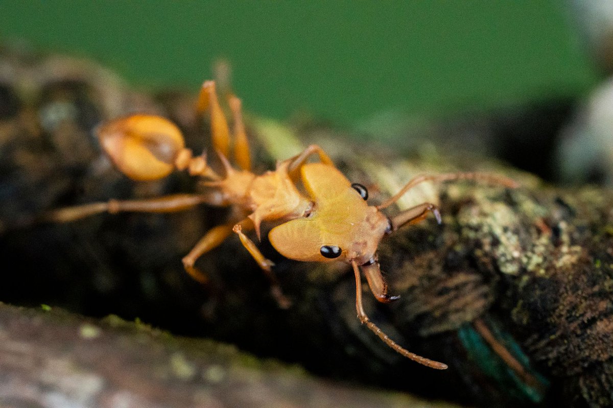 timmccartneyau's tweet photo. Considered one of the 'Worlds Worse Invaders' the big headed ant or scientifically named: Pheidole Megacephala, can live in 'Super Colonies' where there are several queens present. They are resilient and strong, very charismatic of the typical ant! 🐜
#Ants #Colony #WorkerAnt https://t.co/5uxv6weSqo