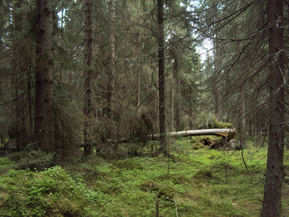 Andrea Santangeli @andreasantangeli.bsky.social tweet media