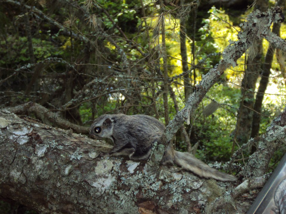 Andrea Santangeli @andreasantangeli.bsky.social tweet media