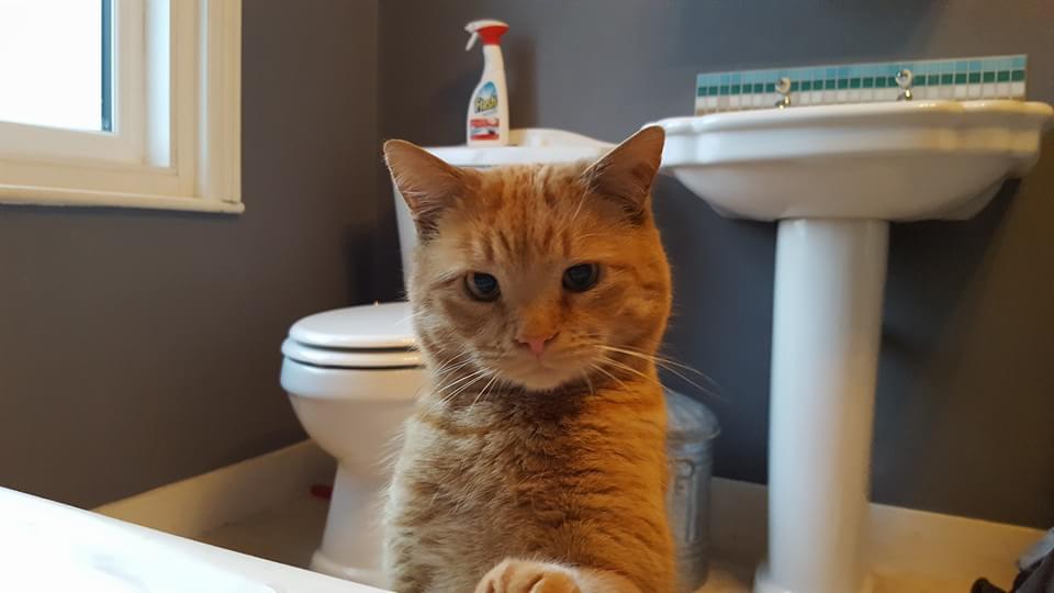 CatpawsLouis's tweet photo. This is one of my fave places to hang out with my human! I haven't fallen in (yet!) #cats #catsoftwitter #catsofinstagram #cats_of_instagram #bathtimeisfun #TuesdayThoughts https://t.co/69uKZl4067