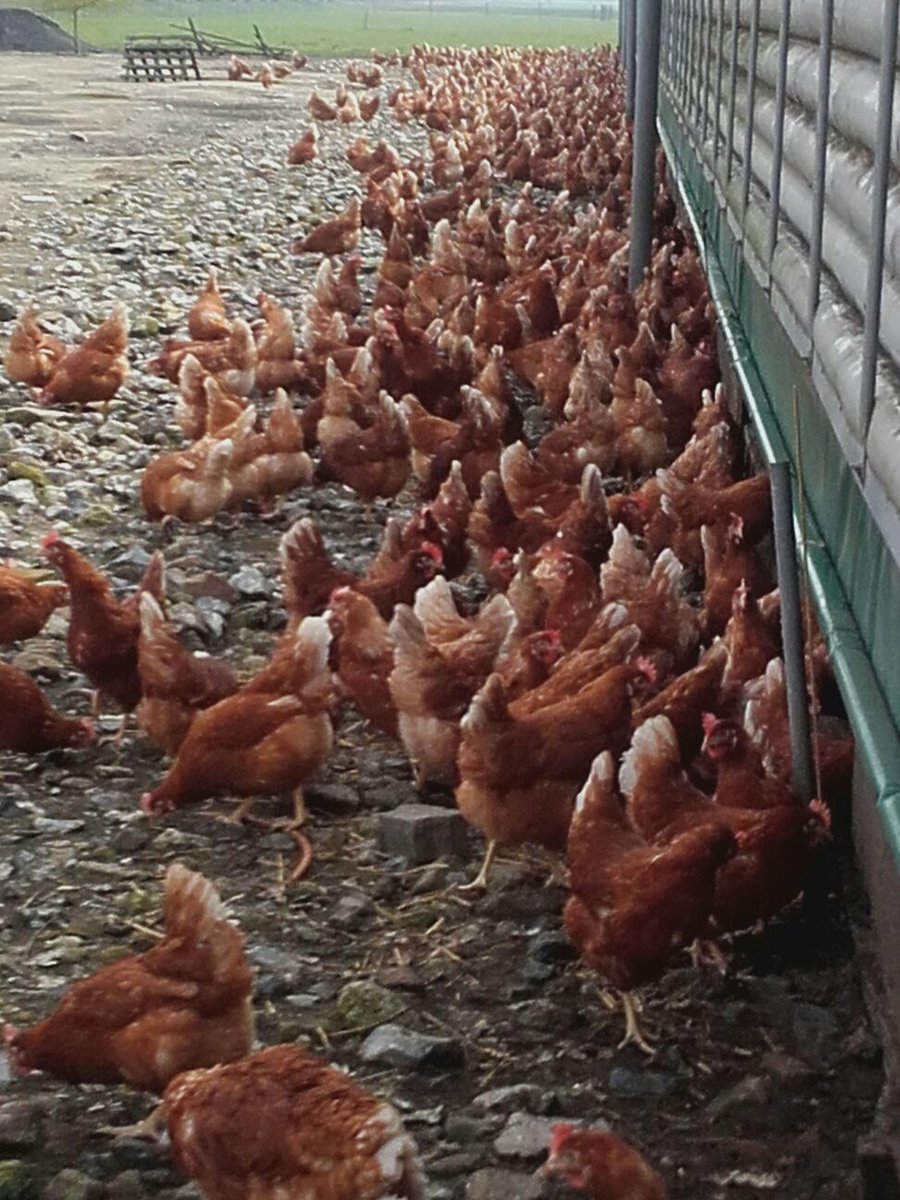 We zijn erg blij dat de Nederlandse overheid de ophokplicht voor vrije uitloop- en biologische kippen, als maatregel ter voorkoming van vogelgriep, heeft opgeheven!
Blije Kip boer Piet stuurde ons deze foto. Ook zijn kippen zijn weer lekker buiten aan het rondscharrelen!Geweldig!