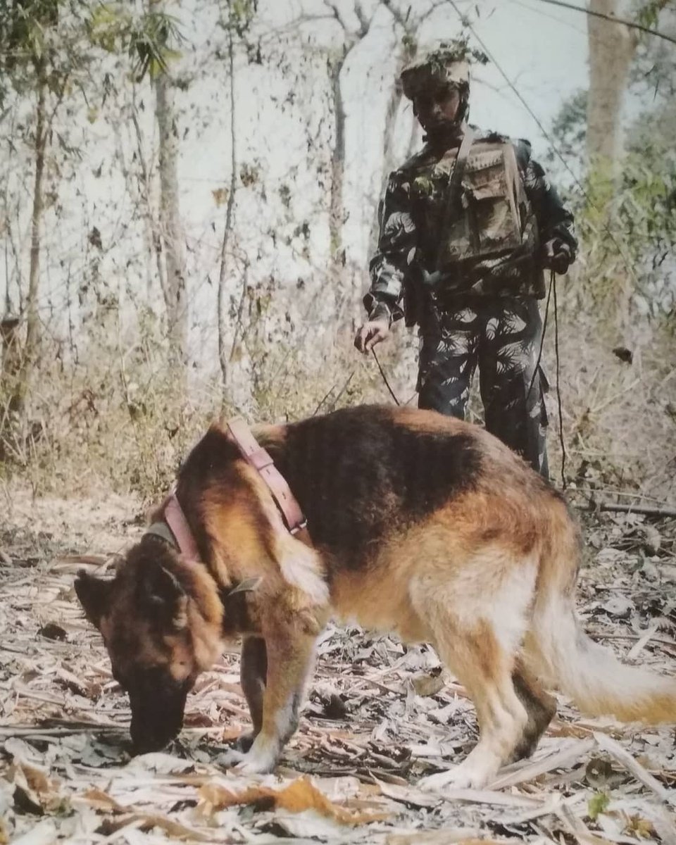 official_dgar's tweet photo. KNOW YOUR #AR
#AssamRifles is deployed in all NE states of India except #Meghalaya for #CounterInsurgency & #BorderGuarding duties along #IndoMyanmarBorder
#FriendsOfNorthEastPeople #peace #Courage #challenge #ArunachalPradesh #Assam #Sikkim #Manipur #Mizoram #Tripura #Nagaland https://t.co/X0NOpTSCfL