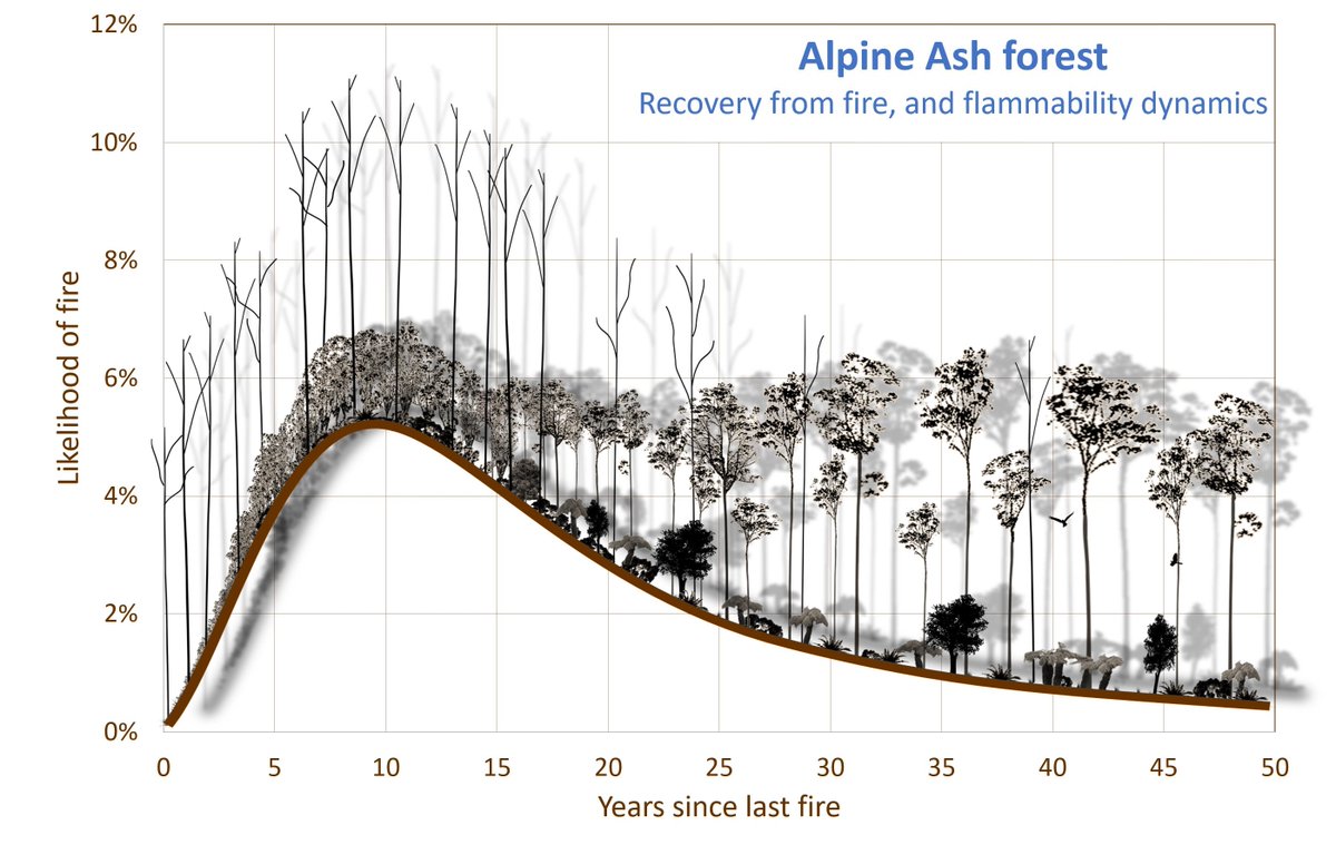 For the mapped history across the Australian Alps, Ash forests have been more than eight times as likely to burn in the first 21 years following fire. Increasing fire frequency with #climatechange could create accelerating fire leading to ecosystem collapse.
#Positivefeedbacks