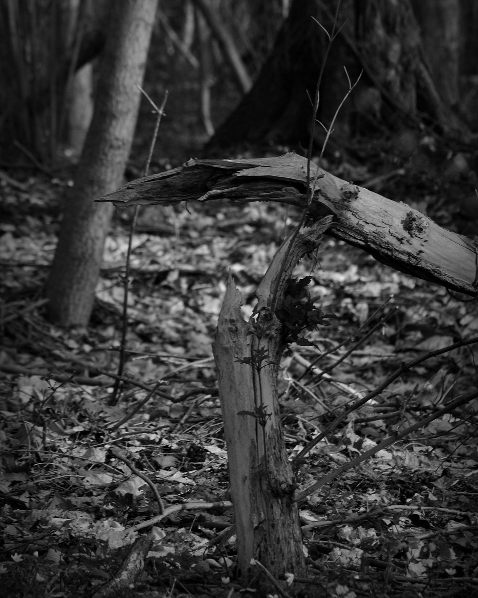 dine_picture's tweet photo. #knax #tree #broken #found #alone #wood #forest #nature #blackandwhitephoto #photography  #nikongermany #outside https://t.co/LitWNRbF8E