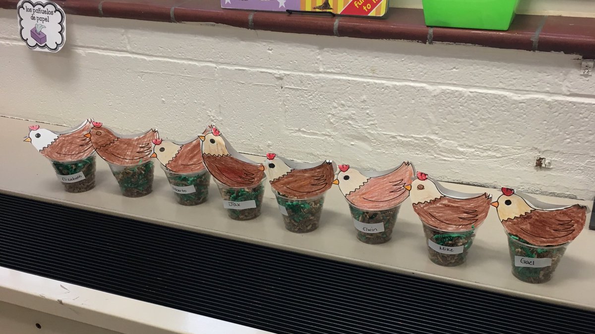 ArreguinsClass's tweet photo. Cada estudiante tiene su nido, huevo, y gallina que tienen que cuidar hasta que nazcan los pollitos. 🐣 https://t.co/nIC8fHXnck