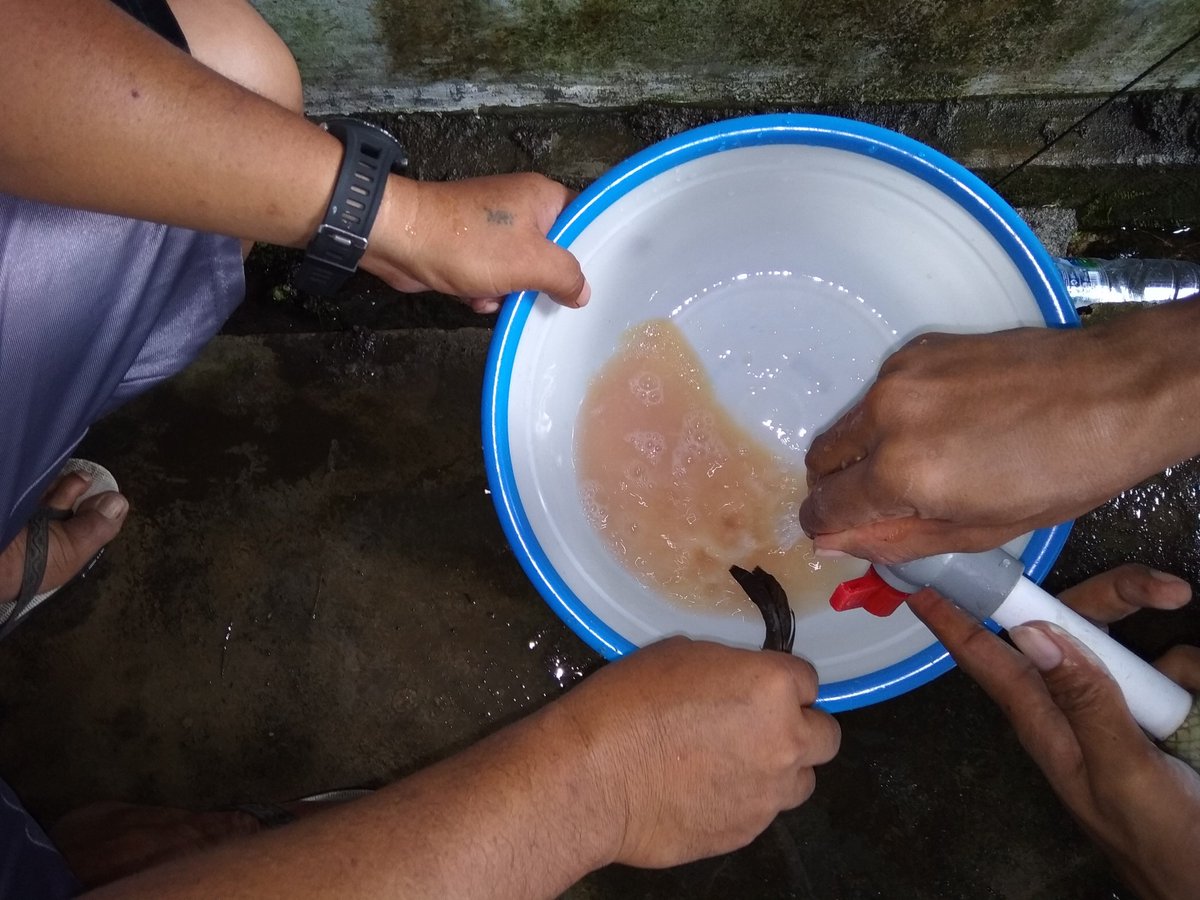 DJPB_TATELU's tweet photo. Program #Prouduksi_Benih (Selasa, 17/04/18): #Mencampur #sel_telur & #sperma ikan #patin hasil #stripping dalam wadah #baskom bertujuan utk meningkatkan #prosentasi #pembuahan telur oleh sperma. @susipudjiastuti @s_soebjakto @BudidayaKKP @Fernando_bbl @FrancisWowor1 @MikeTh65 https://t.co/FuFE1xVRqU
