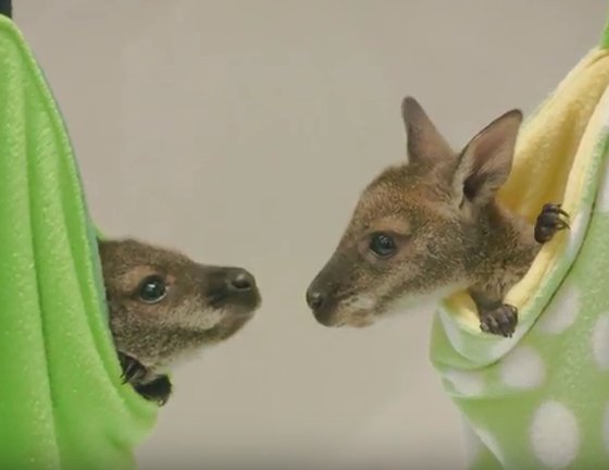 10News's tweet photo. Wallaby joeys being hand-raised at San Diego Zoo Safari Park https://t.co/OmZP2z1b2R https://t.co/UF32osT25q