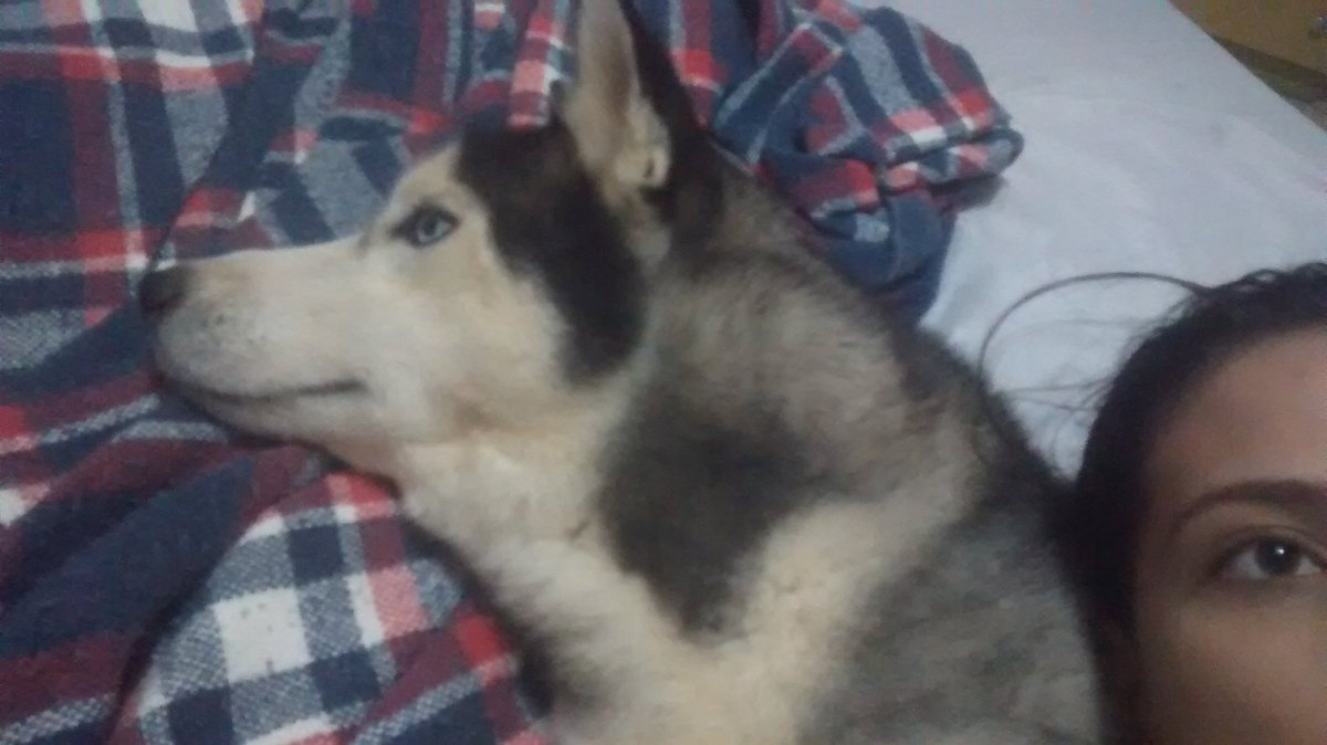 Pra que existe travesseiro mesmo? 
#TercaDetremuraSDV 
#Huskies  #HuskiePride  #husky  #dogs  #doglovers