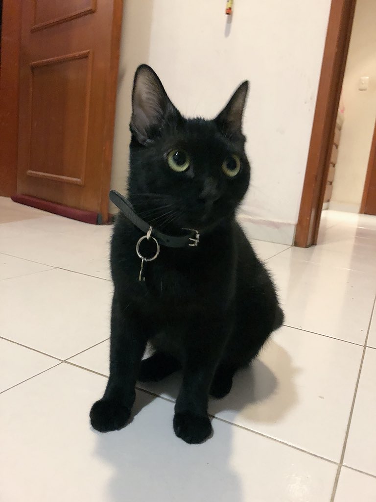 emiliagl's tweet photo. Estoy 😻 de los ojos de #LittleEm https://t.co/hN27qQlvT2