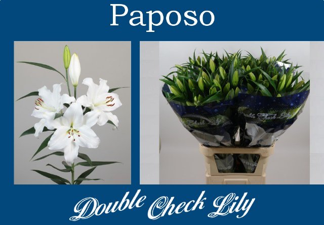 VermeulenGerard's tweet image. *NIEUW* op #klok1 Mooie witte Oriental #Lelie #Paposo knop 3+ Stuifmeelvrij Beperkt leverbaar @DoubleCheckLily