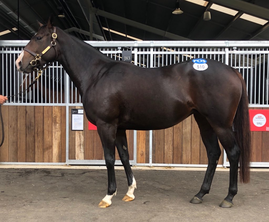 markmccann25's tweet photo. Very happy with Daandine Studs latest purchase lot 510 Wilcannia Snitzel mare I/f to Flying Artie @inglis_sales @NewgateFarm @TwinHillsStud #2yospeed https://t.co/yqyA3MO947