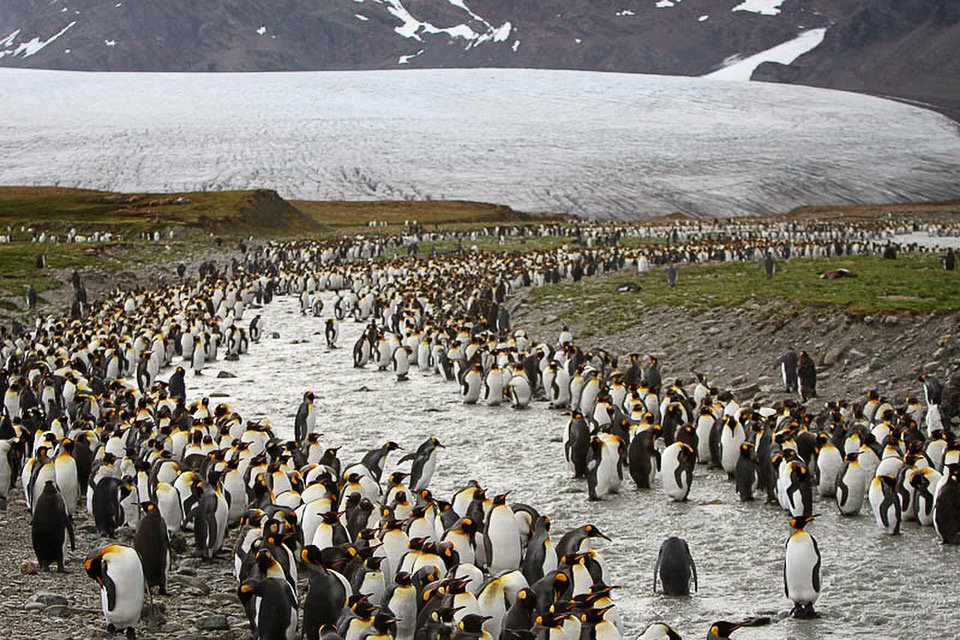 PenguinsIntl's tweet photo. What a sight (and a site)! #penguinparade #Penguins #kingpenguins #Glaciers #conservation #fieldwork #whatasight #glacialstream https://t.co/nNO5AYY9lu