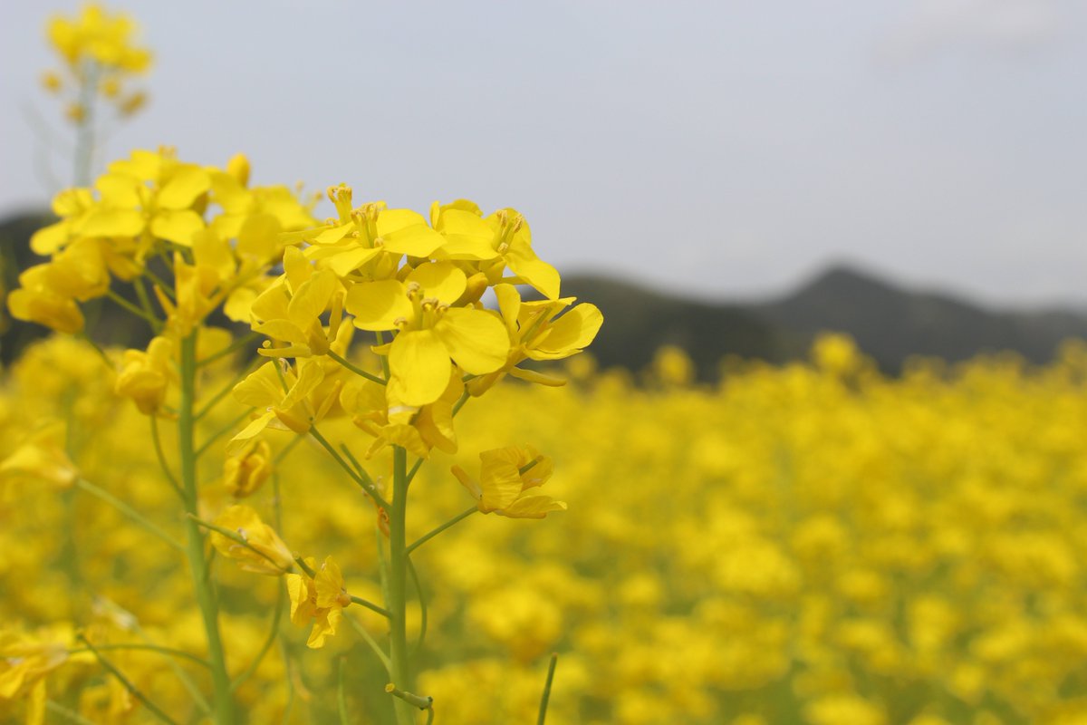 【新記事公開！】
一面の #菜の花畑 を鯖江で発見！
菜の花畑の中で写真撮影OK
この後菜の花をすき込み、田んぼになってお米が育てられ、#さばえ菜花米 として販売されます
#福井県　#鯖江市　#福井県鯖江市　#福井　#鯖江　#舟枝　#エコファーム舟枝　#菜の花 #インスタ映え
dearfukui.jp/sightseeing/79…