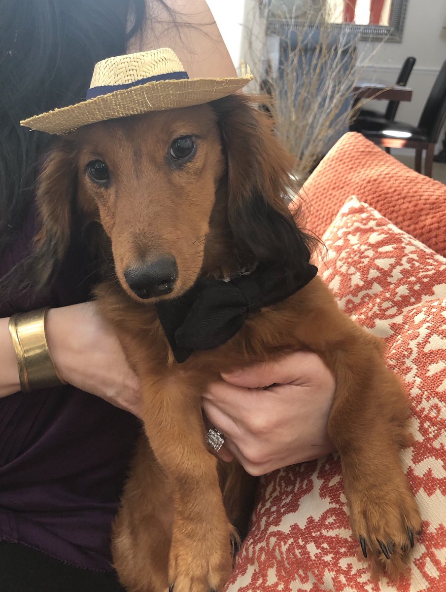 DachDiaries's tweet photo. I need a #vacation too! ✈️🛳☀️🏝#GrahamCrackersThePup #DachDiaries #DachshundDiaries #StrawHat (“just need my sunblock &amp; luggage mom!”) #Swag https://t.co/Ikay5fVcU9