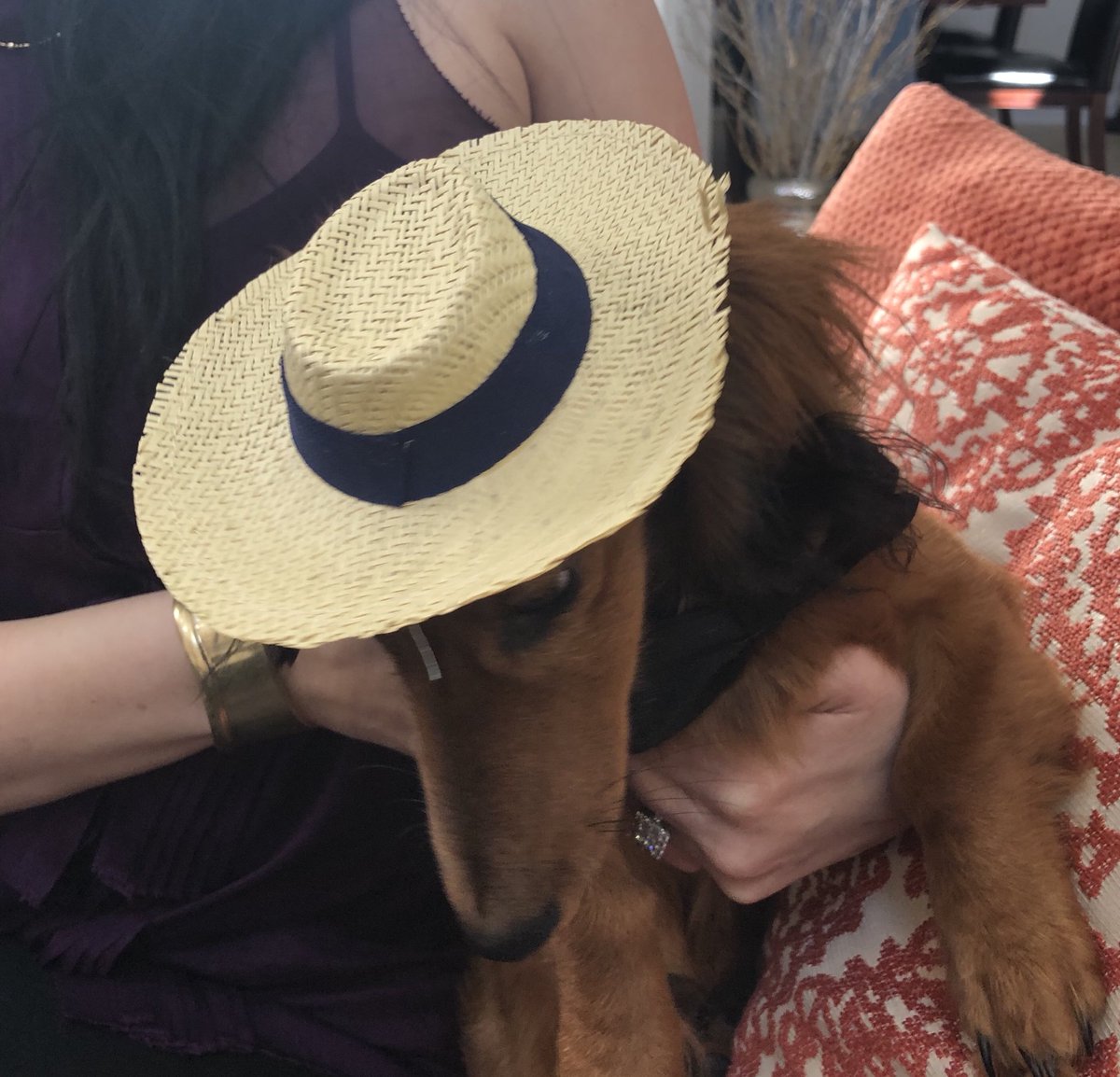 DachDiaries's tweet photo. I need a #vacation too! ✈️🛳☀️🏝#GrahamCrackersThePup #DachDiaries #DachshundDiaries #StrawHat (“just need my sunblock &amp; luggage mom!”) #Swag https://t.co/Ikay5fVcU9
