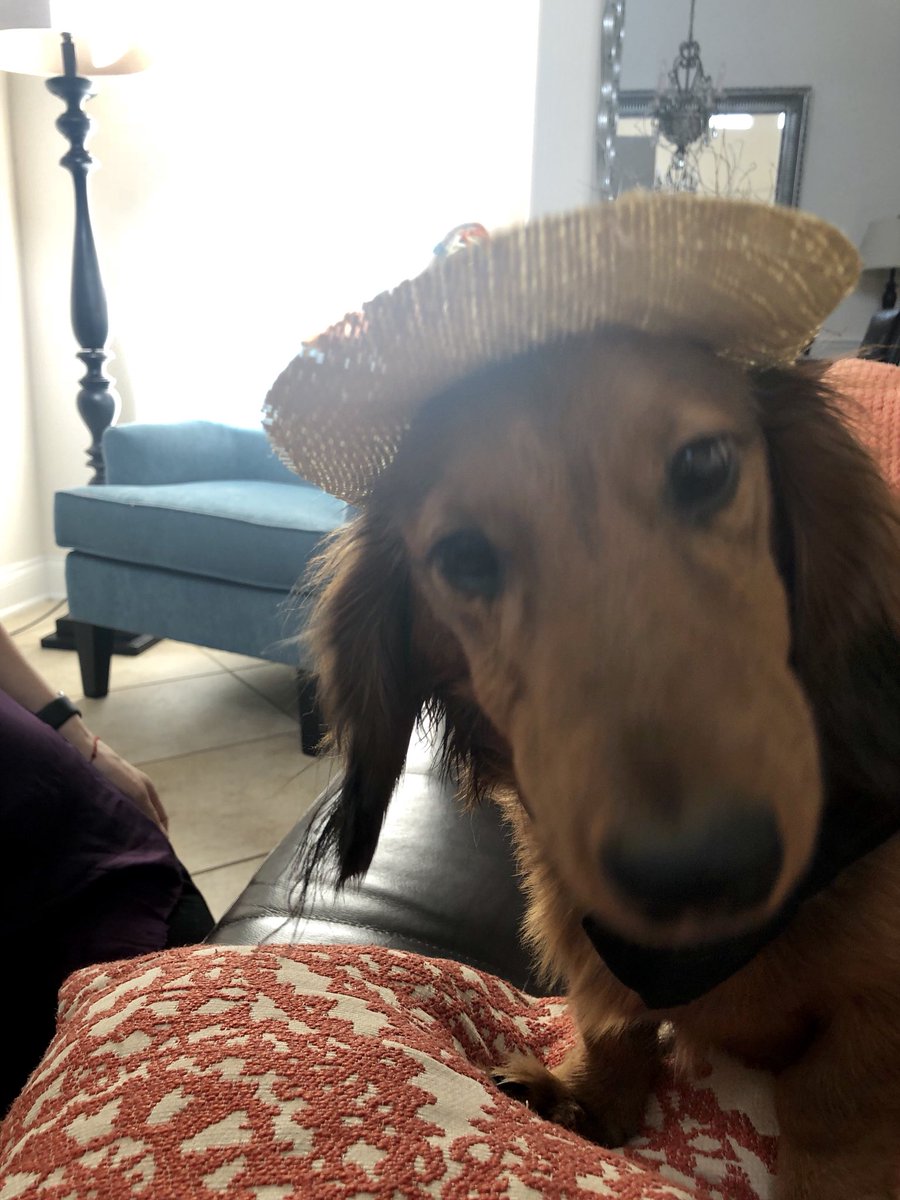 DachDiaries's tweet photo. I need a #vacation too! ✈️🛳☀️🏝#GrahamCrackersThePup #DachDiaries #DachshundDiaries #StrawHat (“just need my sunblock &amp; luggage mom!”) #Swag https://t.co/Ikay5fVcU9