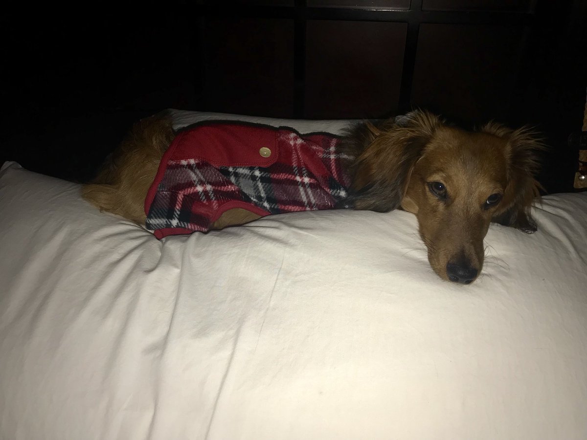 DachDiaries's tweet photo. “Seriously mom? I can’t get up right now...ugh....my life mom!!! Ugh!!!! Sigh...” #GrahamCrackersThePup #DachDiaries #DachshundDiaries #dachshundinpjs 💕(he loves pjs!!!!) https://t.co/fwcCJxlRwv