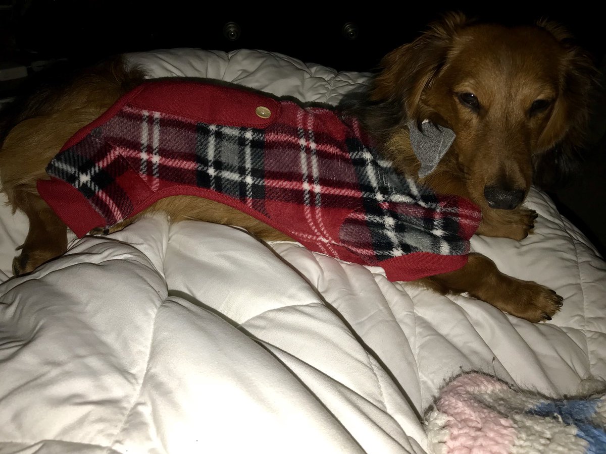 DachDiaries's tweet photo. “Seriously mom? I can’t get up right now...ugh....my life mom!!! Ugh!!!! Sigh...” #GrahamCrackersThePup #DachDiaries #DachshundDiaries #dachshundinpjs 💕(he loves pjs!!!!) https://t.co/fwcCJxlRwv