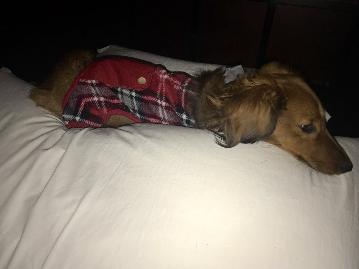 DachDiaries's tweet photo. “Seriously mom? I can’t get up right now...ugh....my life mom!!! Ugh!!!! Sigh...” #GrahamCrackersThePup #DachDiaries #DachshundDiaries #dachshundinpjs 💕(he loves pjs!!!!) https://t.co/fwcCJxlRwv