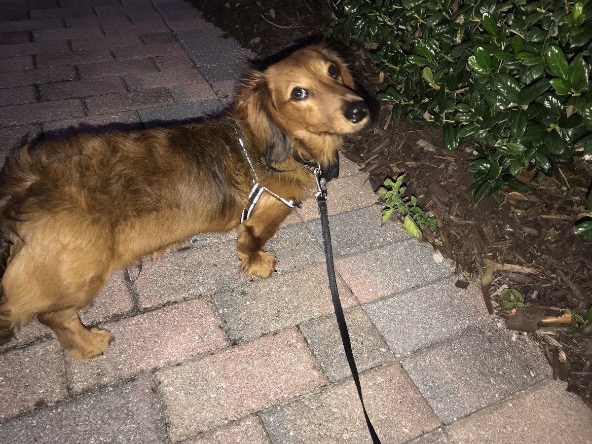 DachDiaries's tweet photo. “Mom, can we just go for our walk pls?? Sheesh Lady”. #GrahamCrackersThePup #DachDiaries 💕 https://t.co/JqgrKcAboY