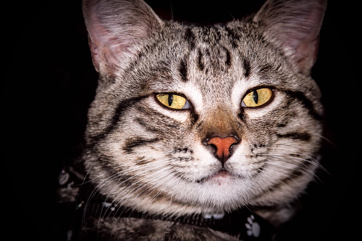 NestorStudio31's tweet photo. No me gustan los 🐈 #ĐéjateVer #Benito https://t.co/SBh1I54Nyc