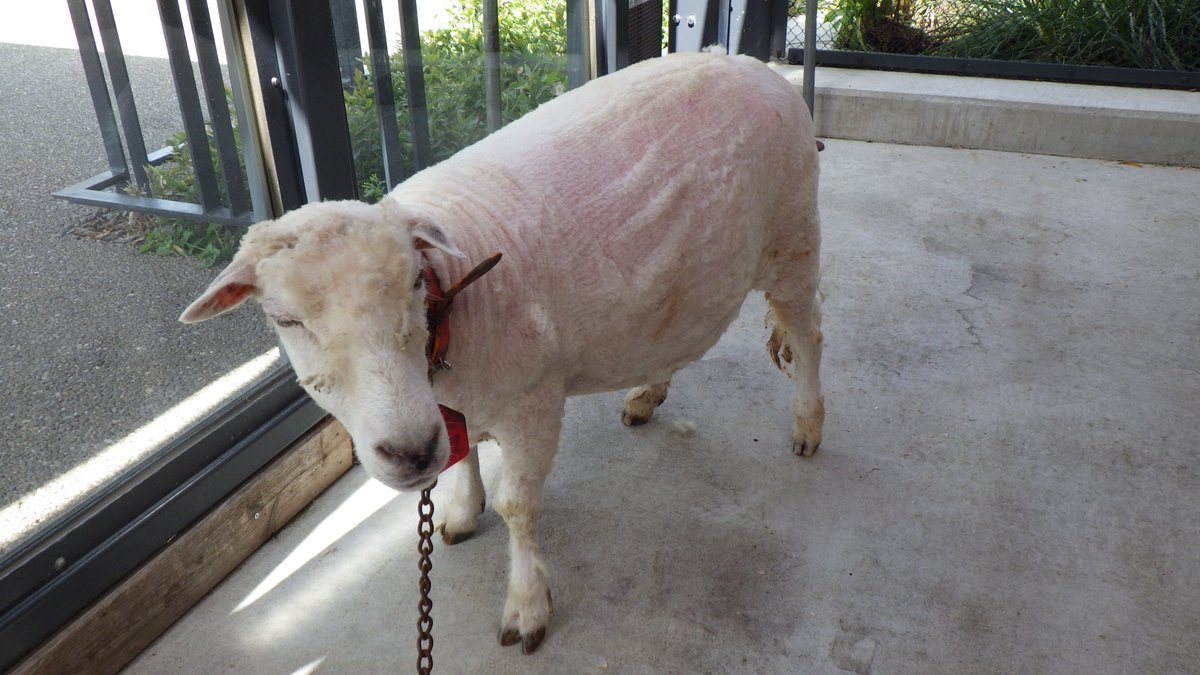 先日、子ども動物園すてっぷで飼育しているヒツジの毛刈りを行いました