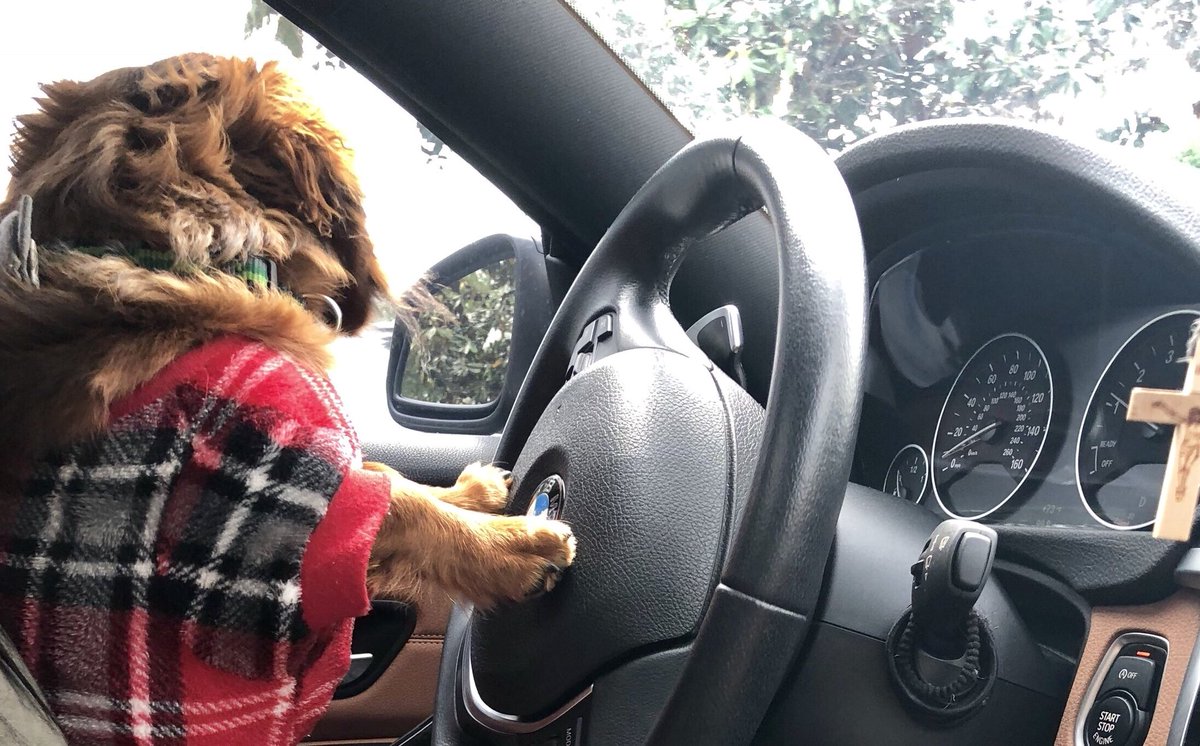 DachDiaries's tweet photo. Sunday drive in my red plaid pjs 😂🤣 Mom! I’m looking both ways! I see the 🚗.  #GrahamCrackersThePup #DachDiaries (fyi-car was parked in our subdivision lol daughter took pic we cldnt resist!) 💕😂🙈 no 10 &amp; 2 lol https://t.co/ITb6wdW8Ff