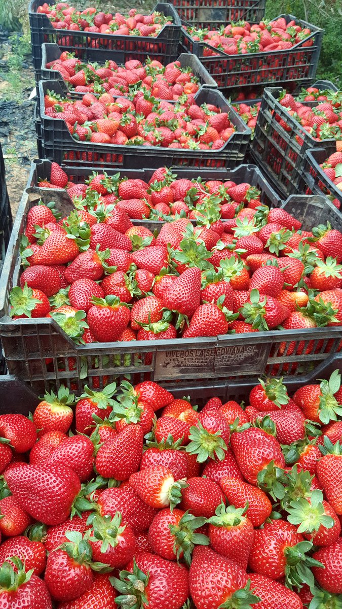 We are a packing and conditioning station. We carry out import, export and distribution in local markets and international markets for Fresh and Frozen Fruits and Vegetables.