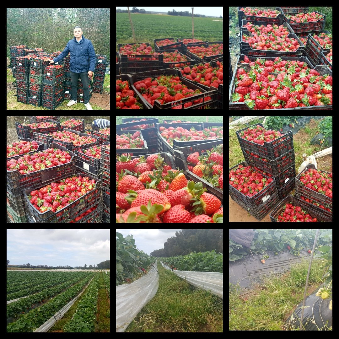 We are a packing and conditioning station. We carry out import, export and distribution in local markets and international markets for Fresh and Frozen Fruits and Vegetables.