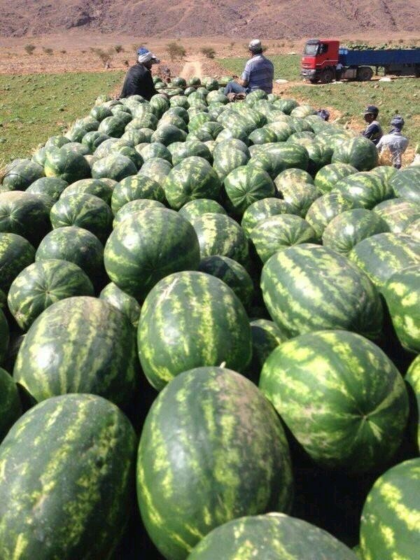 We are a packing and conditioning station. We carry out import, export and distribution in local markets and international markets for Fresh and Frozen Fruits and Vegetables.