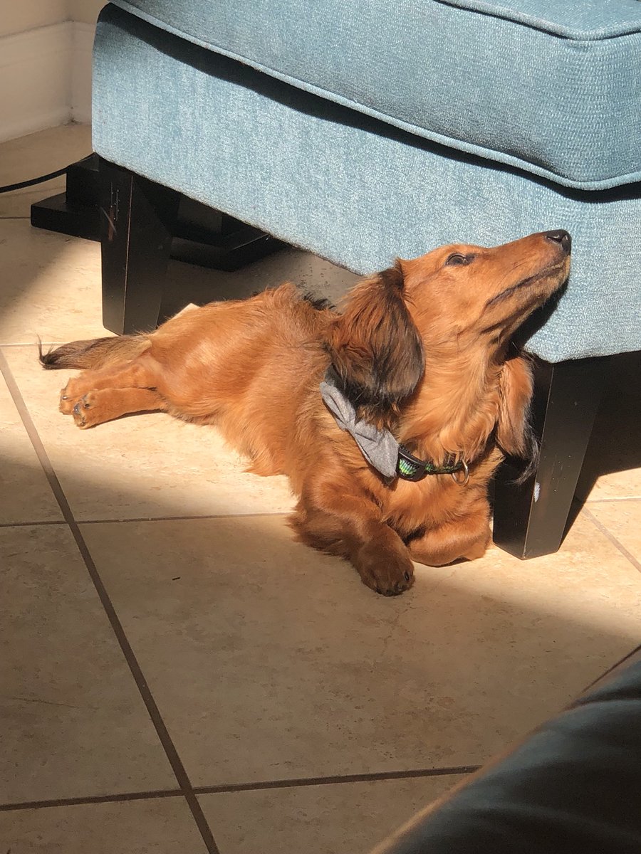 DachDiaries's tweet photo. Mom! Am I tan enough?! This sun feels amazingggg! ☀️😎I have to be sure to get my neck. Oh the sultry eyes I can’t #GrahamCrackersThePup #DachDiaries work it boy!! Lol 😂 https://t.co/gX12AibwNl