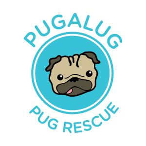 happyd's tweet photo. I was reminded how much fun I had creating this @Pugalugpug  logo when they contacted me for some logo help today. This year Pugalug Pug Rescue is celebrating 10 years of helping pugs in need!
https://t.co/MtmKWgqxFy #dogrescue #graphicdesign #kawaii #pug #puglife https://t.co/x7LSMqniJn