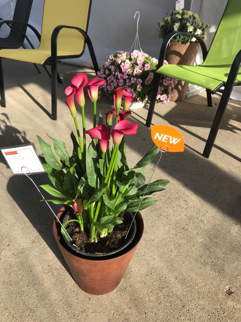 CallaNL's tweet photo. Have you already spotted our newest varieties at the California Spring Trials? https://t.co/FxZ2pMejIz