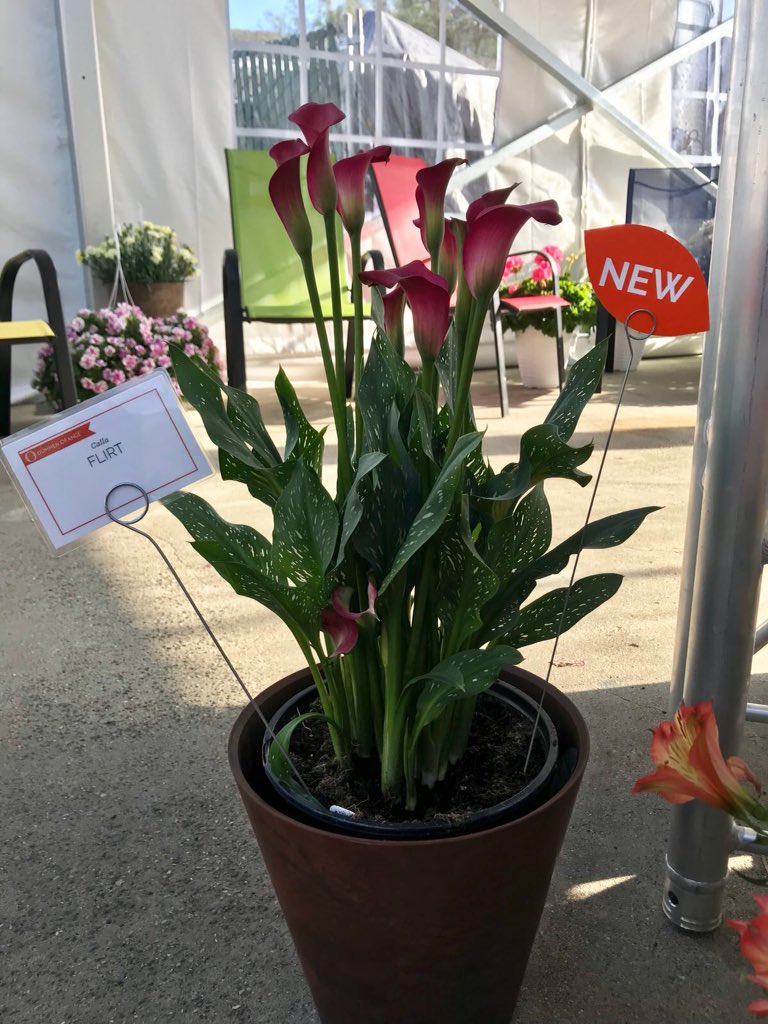 CallaNL's tweet photo. Have you already spotted our newest varieties at the California Spring Trials? https://t.co/FxZ2pMejIz