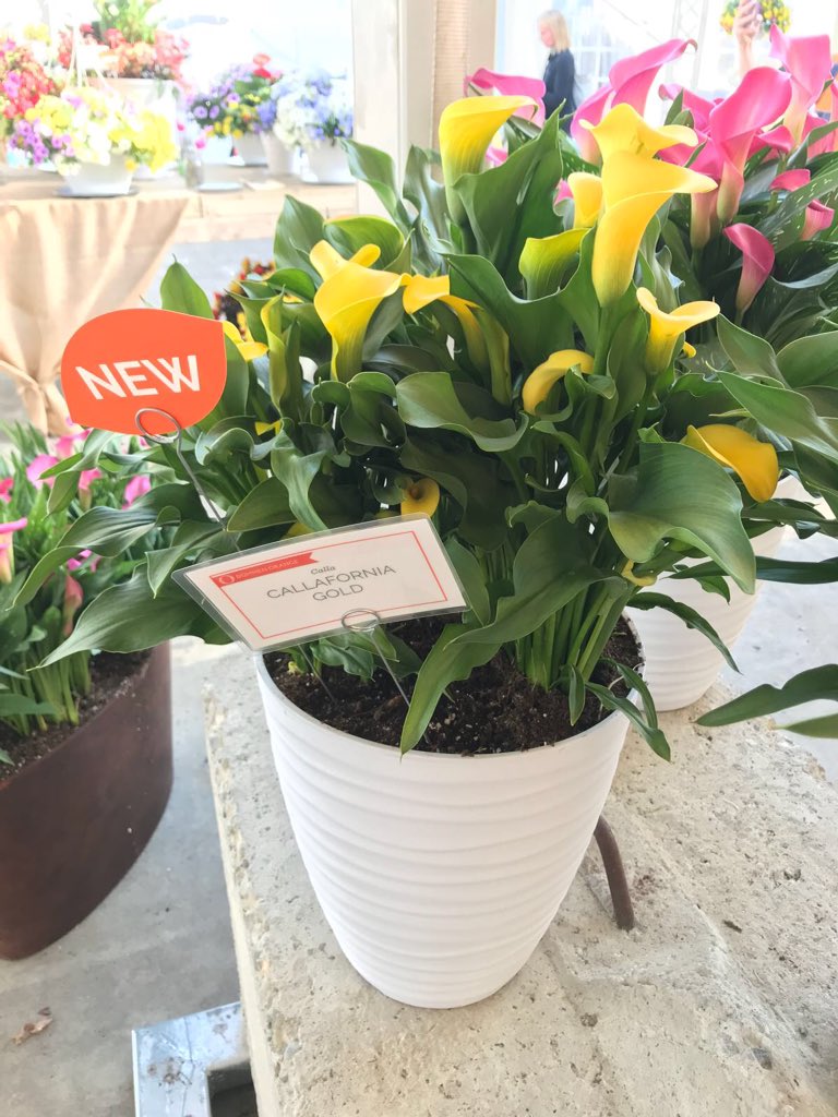 CallaNL's tweet photo. Have you already spotted our newest varieties at the California Spring Trials? https://t.co/FxZ2pMejIz