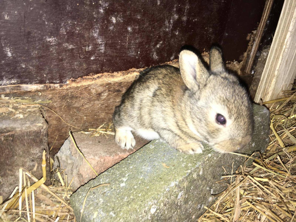 dePekelinge's tweet photo. .....als kool 😍

#konijntjes #kinderboerderij #pekelinge #ardoer #oostkapelle https://t.co/R97waLaPX3