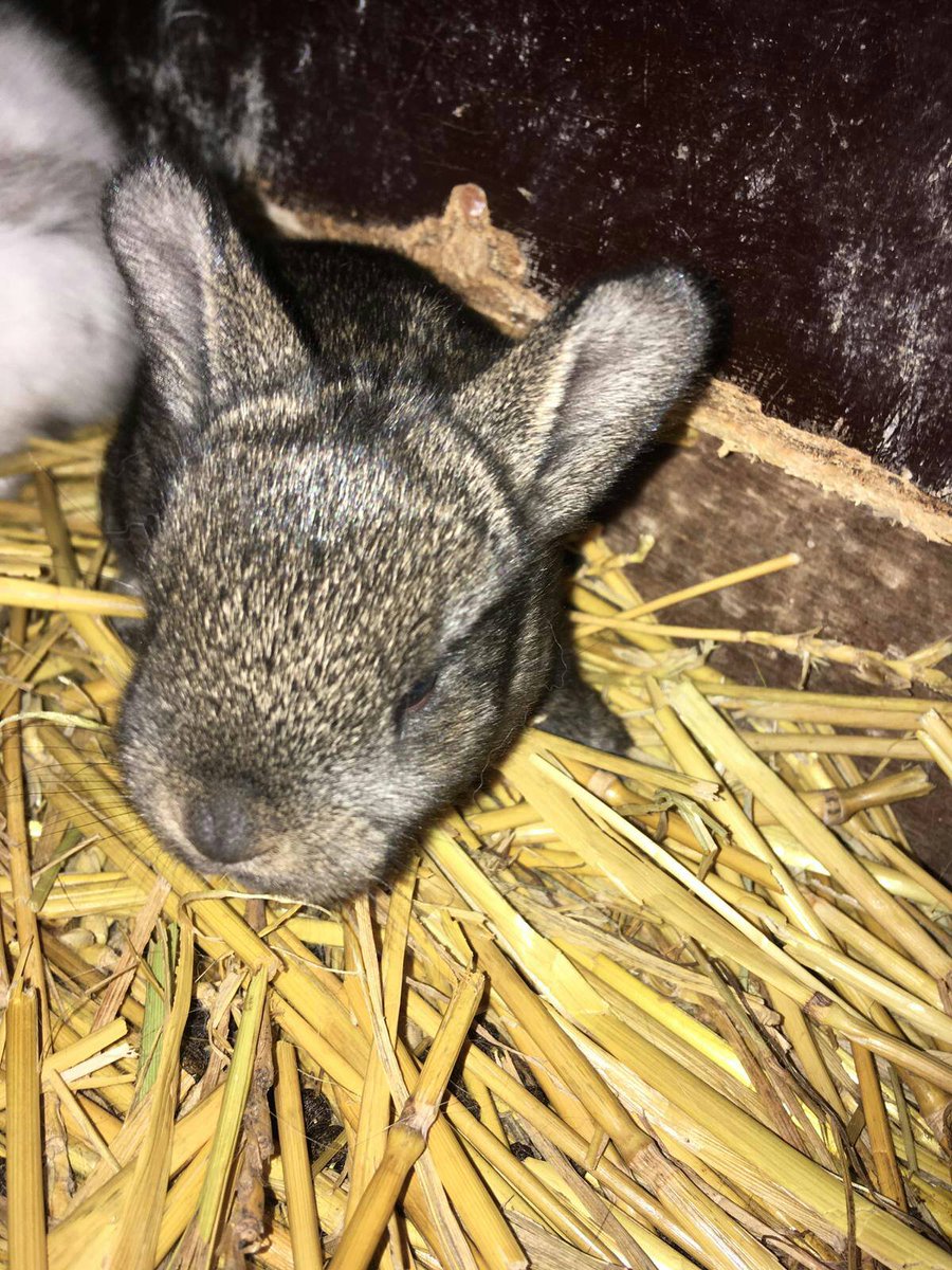 dePekelinge's tweet photo. .....als kool 😍

#konijntjes #kinderboerderij #pekelinge #ardoer #oostkapelle https://t.co/R97waLaPX3