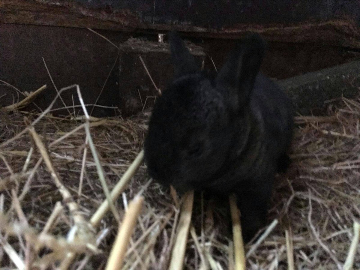 dePekelinge's tweet photo. .....als kool 😍

#konijntjes #kinderboerderij #pekelinge #ardoer #oostkapelle https://t.co/R97waLaPX3