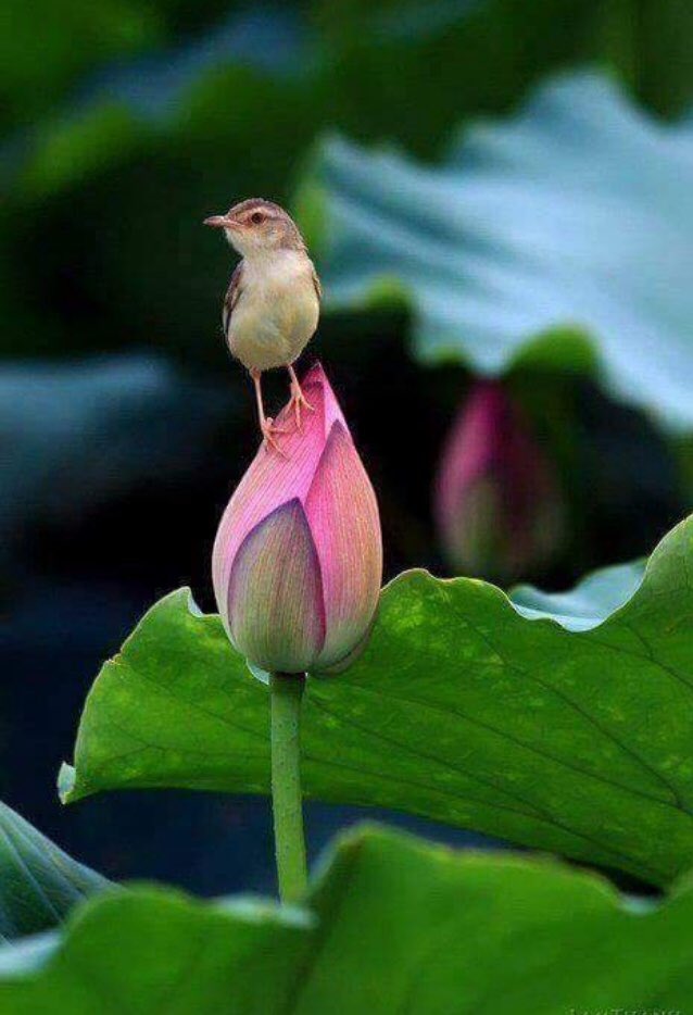 eLif28541476's tweet photo. Günaydın... https://t.co/bV0qqRO0sl