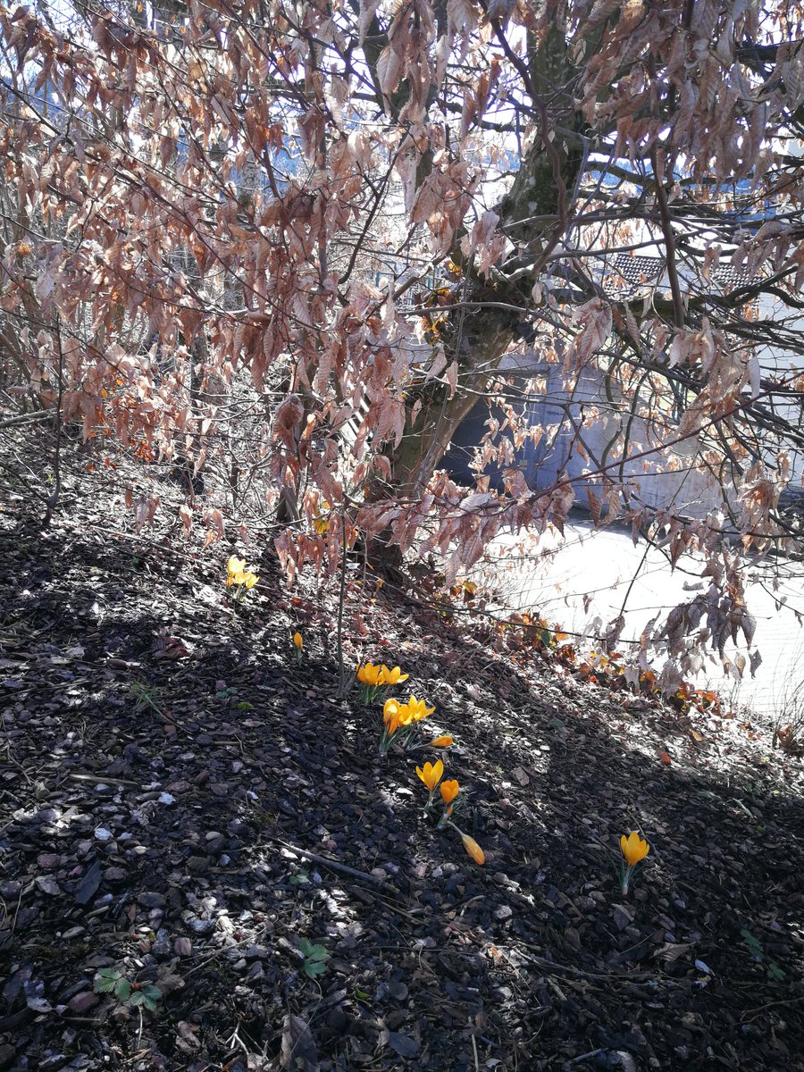 _Tedora_'s tweet photo. Günaydin - Guten Morgen - Good morning ❤️ #Tedora t#Herisau #Schweiz #Switzerland #Swiss #isvicre https://t.co/Wlh6ud3FoP
