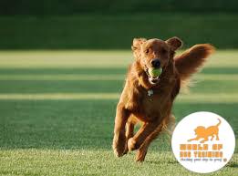RyanMatthewsCA's tweet photo. Do you want to turn your good dog to great dog, then hire Ryan Matthews the best dog trainer in Orange County who transforms. Log on to https://t.co/Q0TehoZiu0 for further details.#worldofdogtraining #puppy #dog #dogtrainig #RyanMatthews #dogtrainer #LosAngeles https://t.co/BWNuzBWJiB