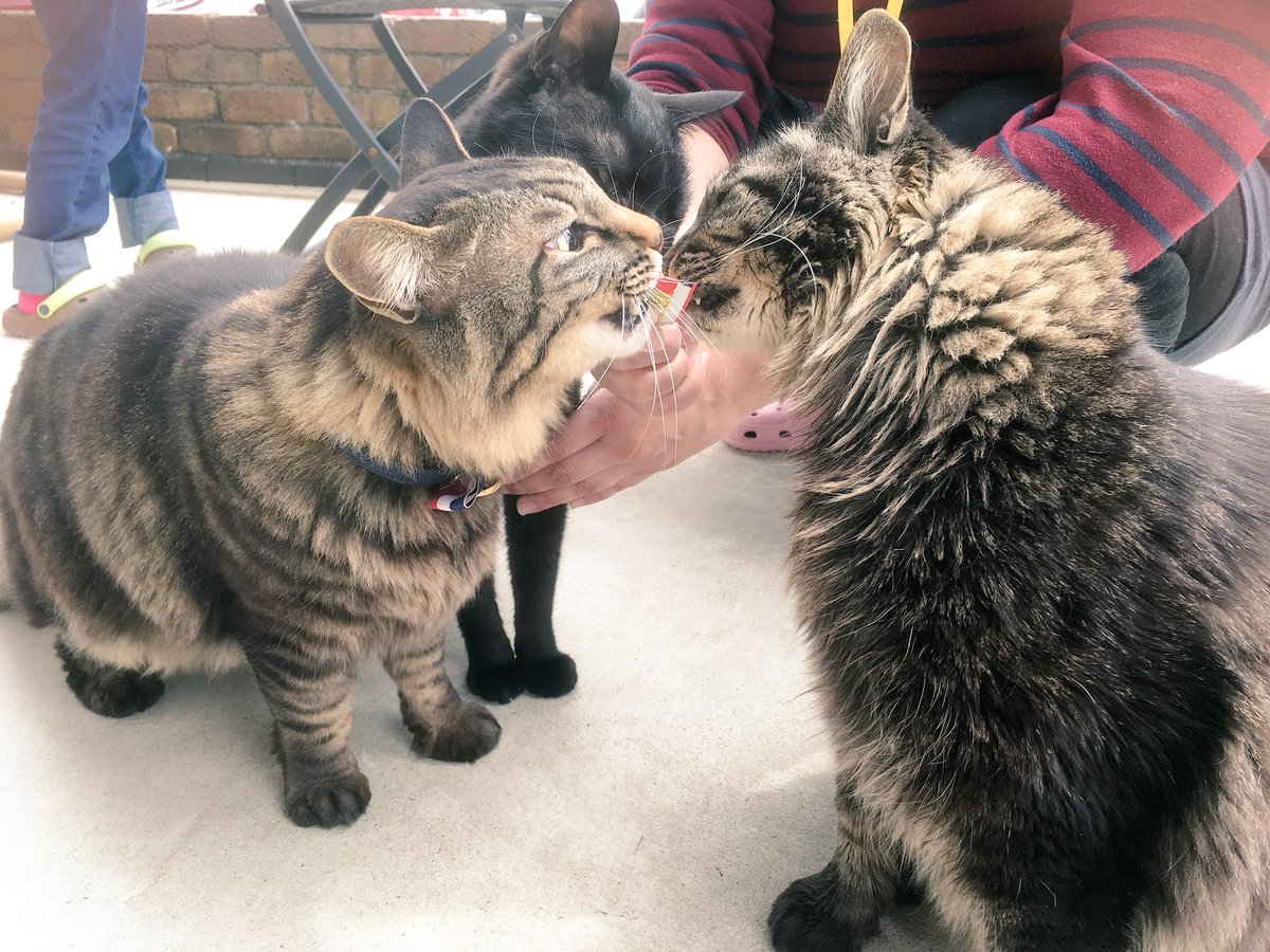 CatcafePrimRose's tweet photo. こんにちは。

本日も元気に20時まで営業しております♪

ご来店の際はお気をつけてお越し下さい◡̈⃝︎⋆︎*

猫のおやつは本日の分は終了となりましたのでご了承下さい💦

#猫カフェぷりむろーず https://t.co/UVlEgu2TDJ