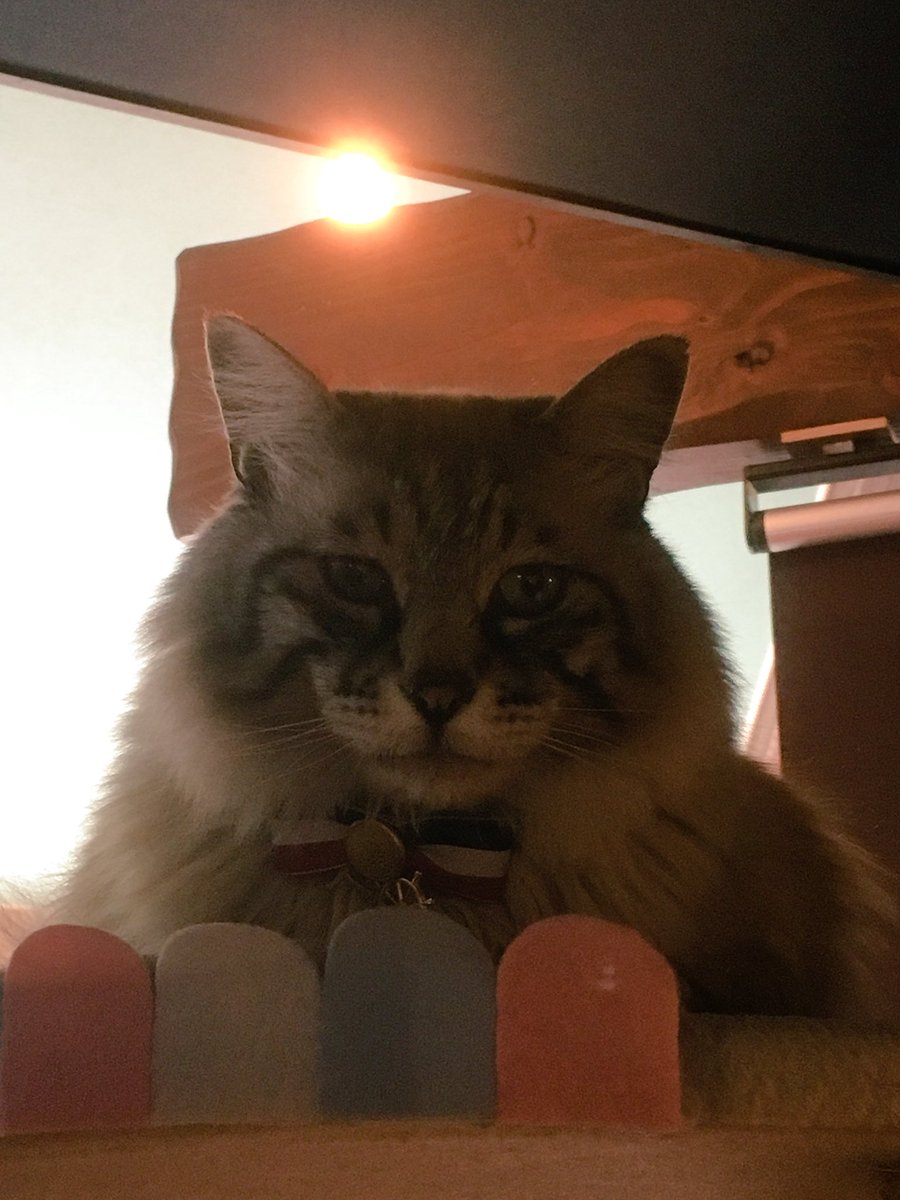 CatcafePrimRose's tweet photo. こんにちは。

本日も元気に20時まで営業しております♪

ご来店の際はお気をつけてお越し下さい◡̈⃝︎⋆︎*

猫のおやつは本日の分は終了となりましたのでご了承下さい💦

#猫カフェぷりむろーず https://t.co/UVlEgu2TDJ