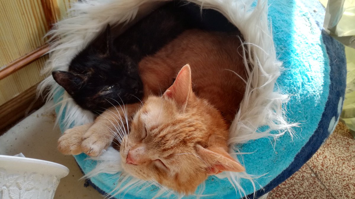 Pascal02300's tweet image. Grasse matinée, dimanche dernier...