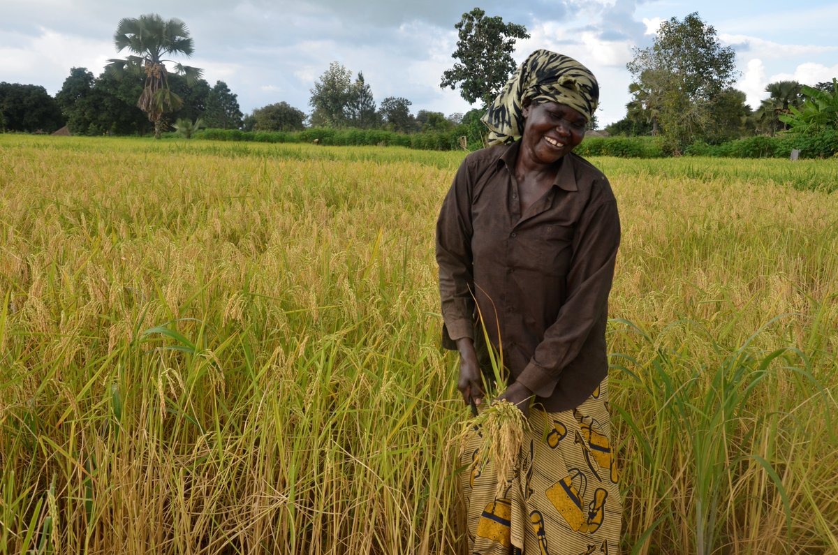 cjadong's tweet photo. LSB farmers embracing QDS production. Approx. 60tons of Rice seed, Namche Varieties produced by Latyeng LSB in Gulu District in 2017 @issd_uganda , @cnoahug https://t.co/TZ0e0YknG5